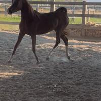 Fattrice purosangue arabo