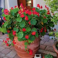vado in terracotta 