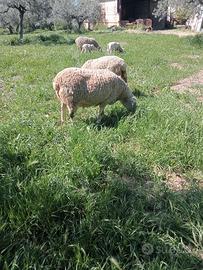 Montone razza baricion