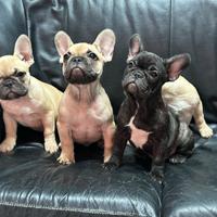 Bulldog francese pedigree Enci