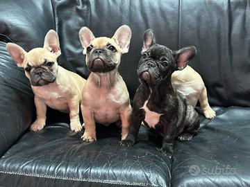 Bulldog francese pedigree Enci