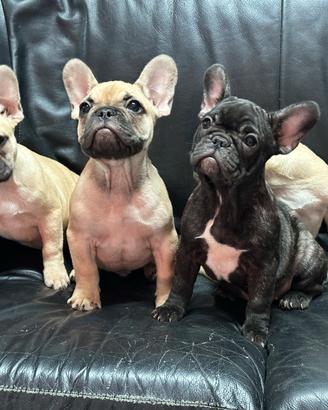 Bulldog francese pedigree Enci