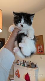 Pura razza british shorthair da esposizione