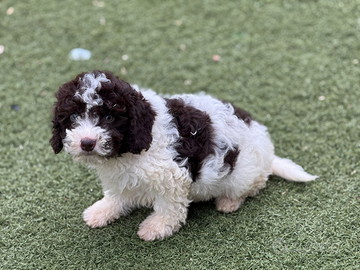 Lagotto romagnolo