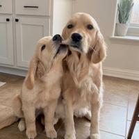 Cuccioli di Golden Retriever (80% americano)