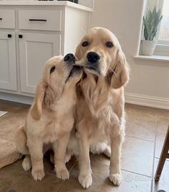 Cuccioli di Golden retriever