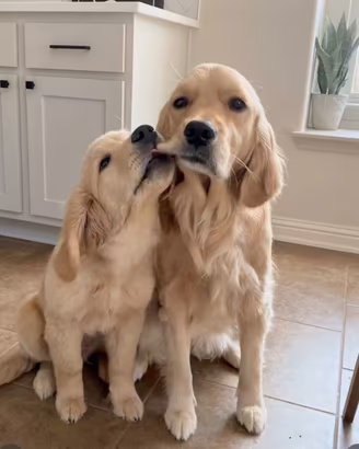 Cuccioli di Golden Retriever (80% americano)