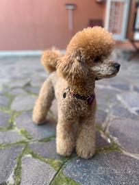 Barboncino Fulvo Nano per monta/accoppiamento