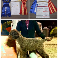 Lagotto Romagnolo