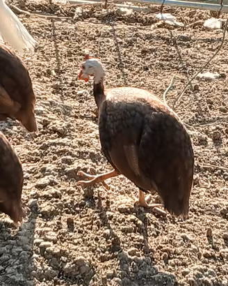 Giovane coppia faraona