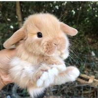 Ariete fulvo pura razza