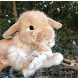 Ariete fulvo pura razza