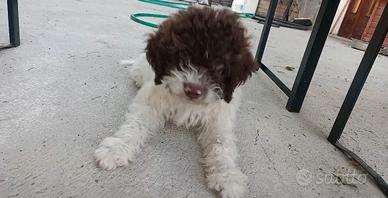 Lagotto da tartufo