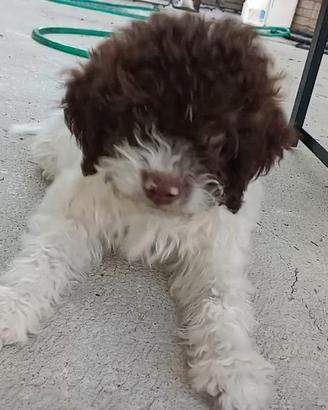 Lagotto da tartufo