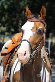 Cavalli per principianti/esperti/neofiti