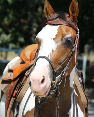 Cavalli per principianti/esperti/neofiti