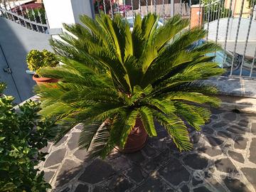 CYCAS