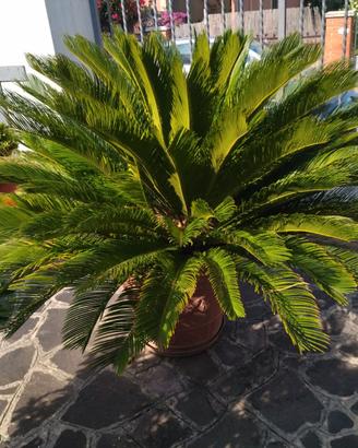 CYCAS