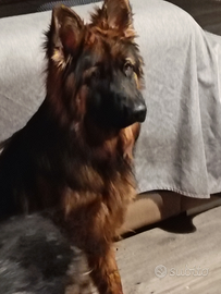 Cuccioloni Pastore Tedesco pelo lungo