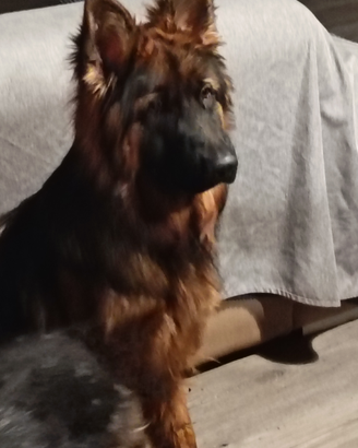 Cuccioloni Pastore Tedesco pelo lungo