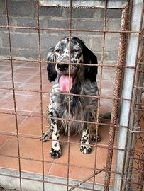 Setter inglese femmina con pedigree