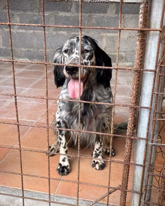Setter inglese femmina con pedigree