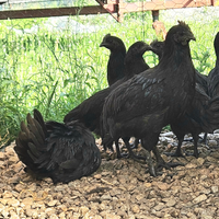 Galline cemani