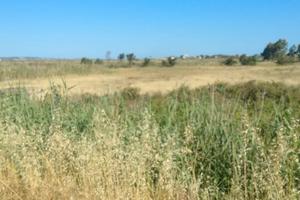 Terreno agricolo a Cabras