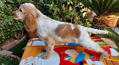 Cocker Spaniel tricolore
