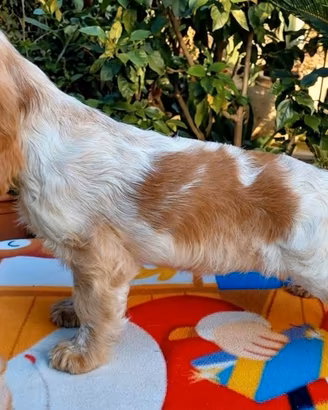 Cocker Spaniel tricolore