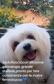 Stallone maltese con pedigree