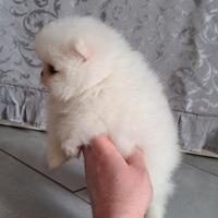 Cuccioli di spitz pomerania con pedigree ENCI