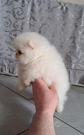 Cuccioli di spitz pomerania con pedigree ENCI