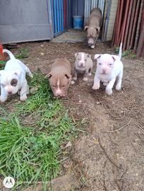 Cuccioli di PitbullS