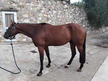 Quarter horse 5 anni