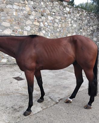 Quarter horse 5 anni