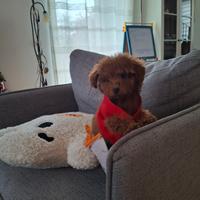 Barboncina mini toy 3 mesi , vaccinato s chinato,