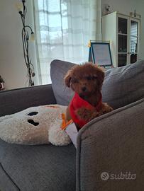 Barboncina mini toy 3 mesi , vaccinato s chinato,