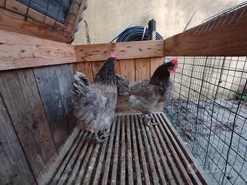 Galline blu incrocio di australorp