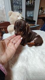 Bassotto tedesco nano kaninchen a pelo corto Enci