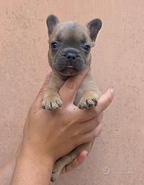 Cuccioli di bulldog fracese