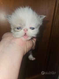 Gatto persiano bicolor seal point