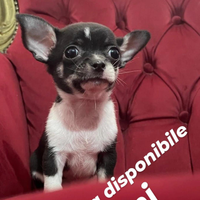 Cane chihuahua