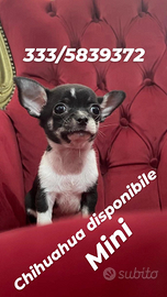 Cane chihuahua