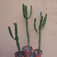 Cactus Euphorbia Triangularis