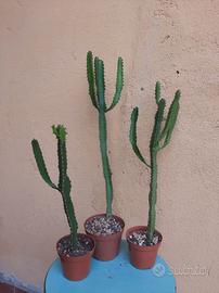 Cactus Euphorbia Triangularis