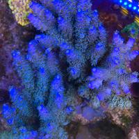Talee acropora tenuis
