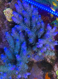 Talee acropora tenuis