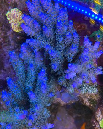 Talee acropora tenuis