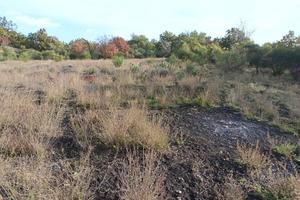 Terreno - Zafferana Etnea